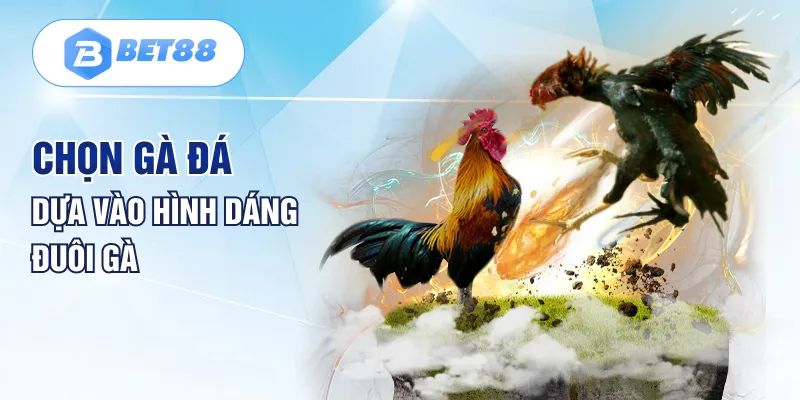 Chọn gà đá dựa vào hình dáng đuôi gà