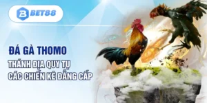 Đá Gà Thomo - Thánh Địa Quy Tụ Các Chiến Kê Đẳng Cấp