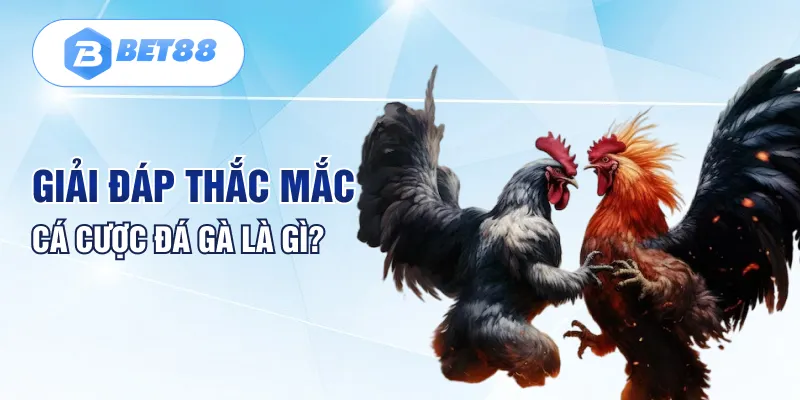 Giải đáp thắc mắc cá cược đá gà là gì?