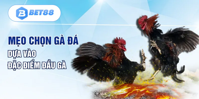 Mẹo chọn gà đá dựa vào đặc điểm đầu gà