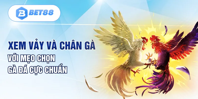 Xem vảy và chân gà với mẹo chọn gà đá cực chuẩn